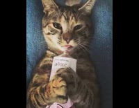 Cat lays back holds and eats treat 