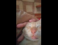 Pet Cat Asleep shows front teeth outh