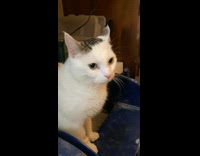 Collab Clips mpugc - White cat squint purse lips