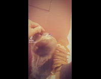 Playing with grey kitten on floor