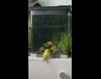 Yellow bird look at fish in tank