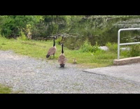 Ducklings walks together with geese on creek