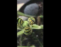Three black and yellow caterpillars eat plant