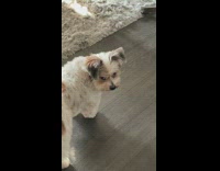 Dog gives owner angry look 