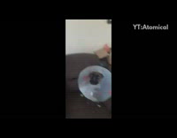 Guy and brown dog wearing cone howl 