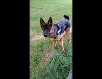 Dog look left and right of tree