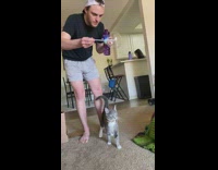 Guy blows bubble on grey cat 
