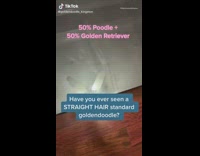 Girl shows straight hair standard goldendoodle dog 