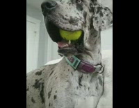 Large grey white dog chews green ball