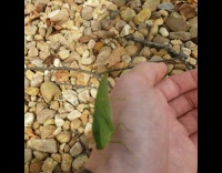 Katydid green leaf insect on guy hand