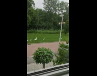 Two white swans eight babies walk grass
