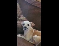 Chihuahua dog attacks video recorder couch