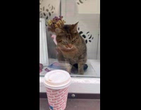Cat reaching for cup from other side of window 