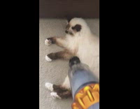 Pet cat lie down and gets vacuumed by filmer