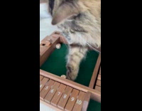 Fluffy gray cat play with the dice