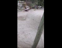 Girl gokart street hits cat spins out 