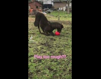 Woman gives horse a medicine ball to play with