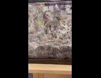 Group of Spider Tarantula inside a glass cage