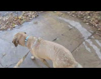 Dog shakes water off body while walking 