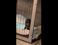Submitter shows puppy crate training