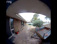 Bee fly in front of security camera