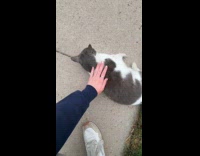 Collab Clips MPUGC - Cat on street wouldnt let woman leave