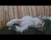 Kitten leans back too far wakes up