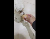 Small white dog rolls cracks brown egg 