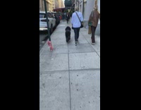 Black dog walks with shoes on sidewalk 