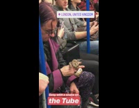 man with purple hair with snake in hand