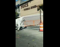 White horse outside of funeral home