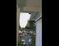 Raccoon found peeking from rooftop 