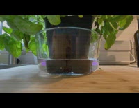 Plant quickly absorb water from glass bowl