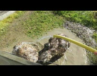 Girl sprays water on two emus