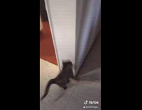 Cat jumps up wall climbs orange curtain 