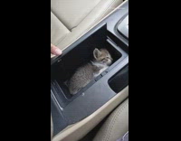 Kitten cat sleeps in car cup holder 