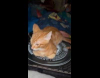 Woman shouts at kitten on pizza box