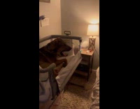 Dog sits on babys bassinet 