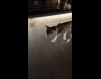 Dog drop multiple poop on bridge night