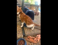 Brown and white cat leaning and bent over moves head around