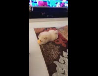 Collab Pets For All - White Fluffy Puppy Chases Yellow Tennis Ball In Living Room