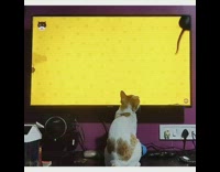 Orange white cat watches virtual mice television 