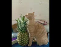 Brown cat chews on the pineapple leaves 
