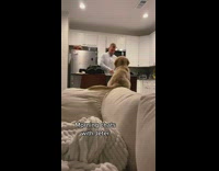 Dog on Couch Watches Man Talk to Him