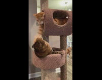 Collab Kale Salad IG -  Two cats fights on a cat tree