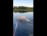 Dog enjoys lake runs and splash water