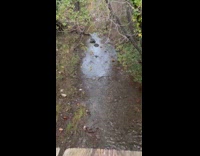 Creek water stream trees overcast sound