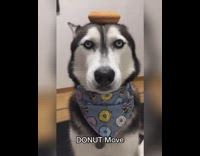 Husky dog donut on head blue bandana  