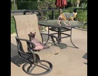 Black sphynx cat sunbathes on patio chair