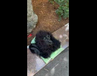 Random abandoned gorilla mask outfit on street